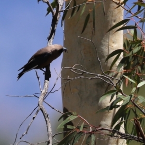 Artamus cyanopterus at Greenway, ACT - 17 Jan 2021