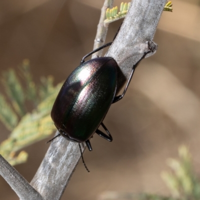 Chalcopteroides cupripennis (Rainbow darkling beetle) at Latham, ACT - 17 Jan 2021 by Roger