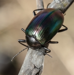 Chalcopteroides cupripennis at Latham, ACT - 18 Jan 2021