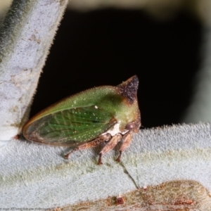 Sextius virescens at Hall, ACT - 18 Jan 2021 09:14 AM