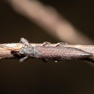 Rhinotia phoenicoptera (Belid weevil) at Latham, ACT - 17 Jan 2021 by Roger