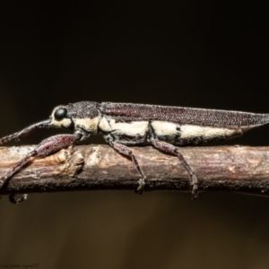 Rhinotia phoenicoptera at Latham, ACT - 18 Jan 2021 10:29 AM