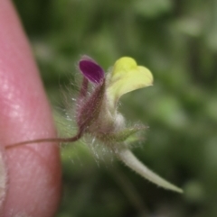 Kickxia elatine at Holt, ACT - 17 Jan 2021 12:25 PM