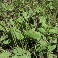 Plantago major (Greater Plantain) at Umbagong District Park - 10 Jan 2021 by pinnaCLE