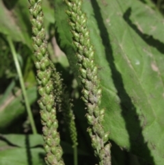 Plantago major at Latham, ACT - 10 Jan 2021