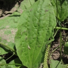 Plantago major at Latham, ACT - 10 Jan 2021 03:06 PM