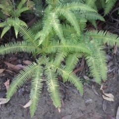 Sticherus lobatus (Spreading Fan Fern) at Carrington Falls, NSW - 17 Jan 2021 by plants