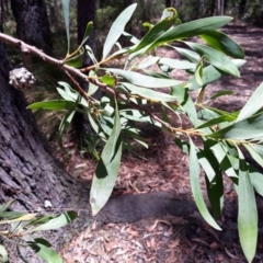 Hakea salicifolia (Willow-leaved Hakea) at Macquarie Pass, NSW - 18 Jan 2021 by plants