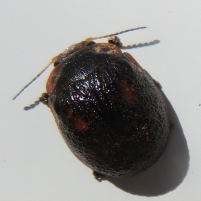 Trachymela sp. (genus) (Brown button beetle) at Gigerline Nature Reserve - 7 Jan 2021 by Christine