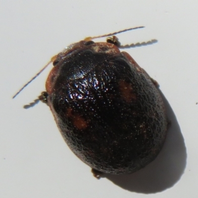 Trachymela sp. (genus) (Brown button beetle) at Tennent, ACT - 7 Jan 2021 by Christine