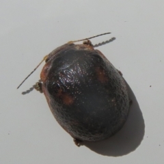 Trachymela sp. (genus) at Tennent, ACT - 7 Jan 2021