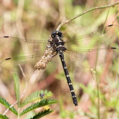 Eusynthemis guttata (Southern Tigertail) at Lower Cotter Catchment - 15 Jan 2021 by rawshorty