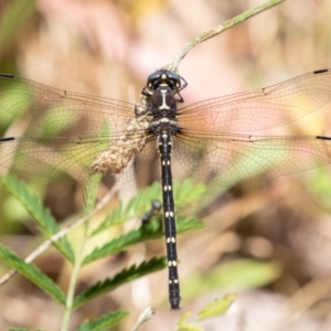 Eusynthemis guttata at Cotter River, ACT - 15 Jan 2021