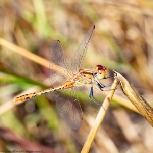 Diplacodes bipunctata at Latham, ACT - 18 Jan 2021