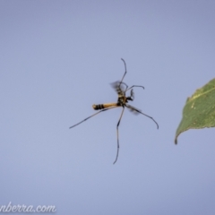 Gynoplistia (Gynoplistia) bella (A crane fly) at Paddys River, ACT - 22 Nov 2020 by JonSteinbeck