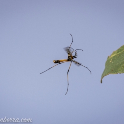 Gynoplistia (Gynoplistia) bella (A crane fly) at Paddys River, ACT - 22 Nov 2020 by JonSteinbeck