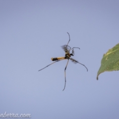 Gynoplistia (Gynoplistia) bella (A crane fly) at Gigerline Nature Reserve - 21 Nov 2020 by BIrdsinCanberra