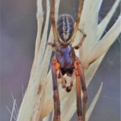 Cheiracanthium sp. (genus) (Unidentified Slender Sac Spider) at Aranda Bushland - 15 Jan 2021 by CathB