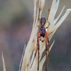 Cheiracanthium sp. (genus) at Holt, ACT - 16 Jan 2021 07:13 AM