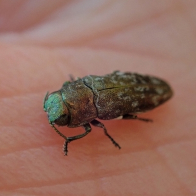 Diphucrania sp. (genus) (Jewel Beetle) at Aranda Bushland - 15 Jan 2021 by CathB