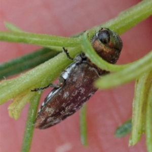 Diphucrania sp. (genus) at Holt, ACT - 16 Jan 2021 07:19 AM