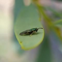 Chalcidoidea (superfamily) (A gall wasp or Chalcid wasp) at Holt, ACT - 15 Jan 2021 by CathB