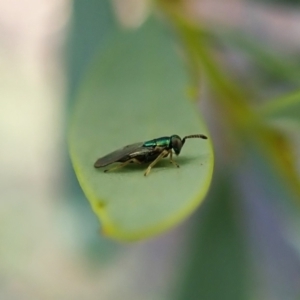 Chalcidoidea (superfamily) at Holt, ACT - 16 Jan 2021