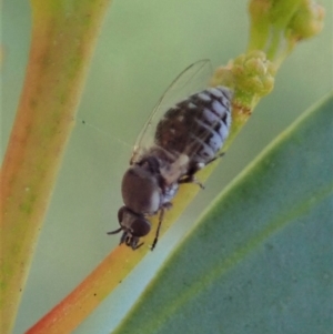 Ceratopogonidae (family) at Holt, ACT - 16 Jan 2021