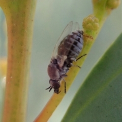 Ceratopogonidae (family) at Holt, ACT - 16 Jan 2021 08:09 AM