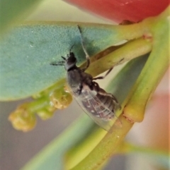 Ceratopogonidae (family) at Holt, ACT - 16 Jan 2021 08:09 AM