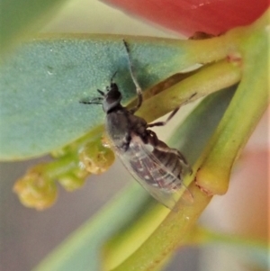 Ceratopogonidae (family) at Holt, ACT - 16 Jan 2021