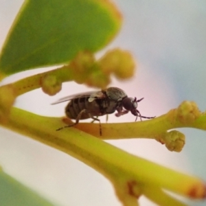 Ceratopogonidae (family) at Holt, ACT - 16 Jan 2021