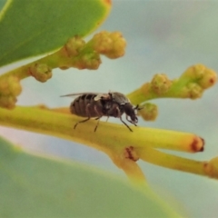 Ceratopogonidae (family) at Holt, ACT - 16 Jan 2021