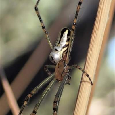 Leucauge dromedaria (Silver dromedary spider) at Holt, ACT - 15 Jan 2021 by CathB