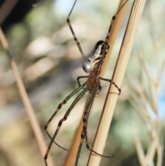 Leucauge dromedaria at Holt, ACT - 16 Jan 2021 08:30 AM