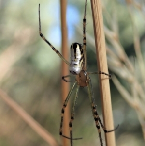 Leucauge dromedaria at Holt, ACT - 16 Jan 2021 08:30 AM