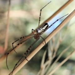 Leucauge dromedaria at Holt, ACT - 16 Jan 2021 08:30 AM