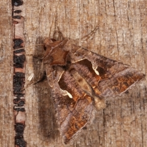 Chrysodeixis subsidens at Melba, ACT - 6 Jan 2021 12:52 AM