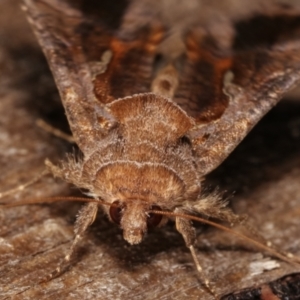 Chrysodeixis subsidens at Melba, ACT - 6 Jan 2021