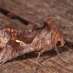 Chrysodeixis subsidens at Melba, ACT - 6 Jan 2021 12:52 AM