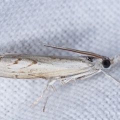 Culladia cuneiferellus (Crambinae moth) at Melba, ACT - 6 Jan 2021 by kasiaaus