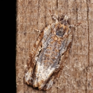 Thrincophora signigerana at Melba, ACT - 6 Jan 2021 11:43 PM