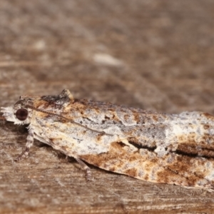 Thrincophora signigerana at Melba, ACT - 6 Jan 2021 11:43 PM