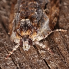 Thrincophora signigerana at Melba, ACT - 6 Jan 2021 11:43 PM