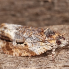 Thrincophora signigerana at Melba, ACT - 6 Jan 2021 11:43 PM