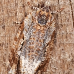 Thrincophora signigerana at Melba, ACT - 6 Jan 2021 11:43 PM