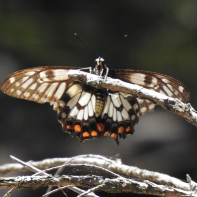 Papilio anactus (Dainty Swallowtail) at Black Mountain - 18 Jan 2021 by JohnBundock