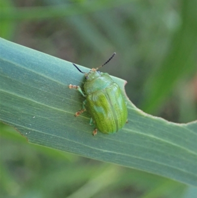 Calomela pallida (Leaf beetle) at Holt, ACT - 16 Jan 2021 by CathB