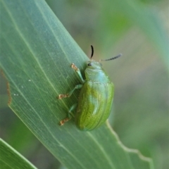 Calomela pallida at Holt, ACT - 16 Jan 2021 08:16 AM