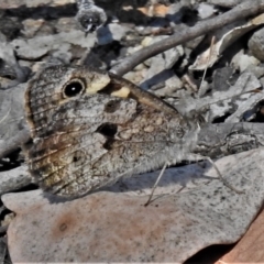 Geitoneura klugii (Marbled Xenica) at Black Mountain - 18 Jan 2021 by JohnBundock